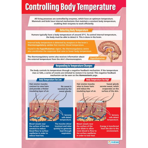 Controlling Body Temperature Poster - Daydream Education