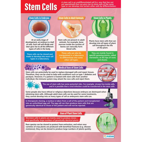 Stem Cells Poster