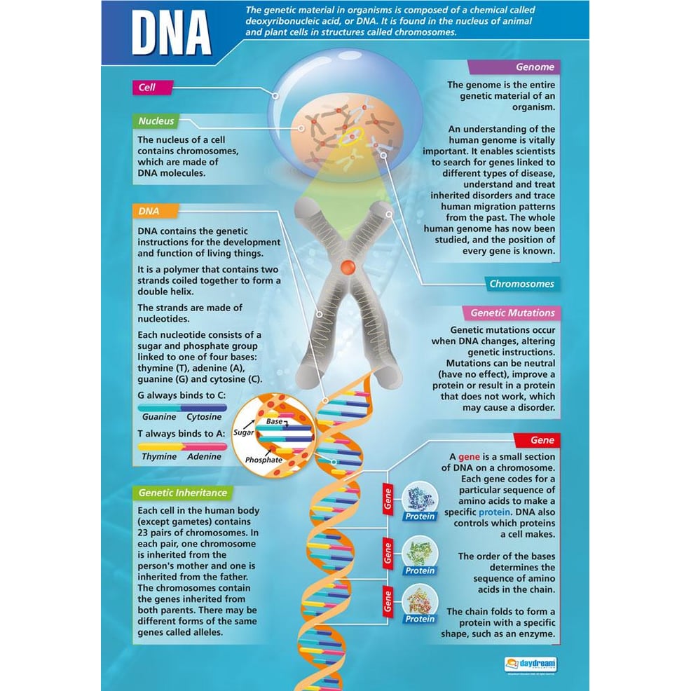 DNA Poster - Daydream Education