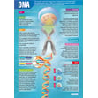 DNA Poster