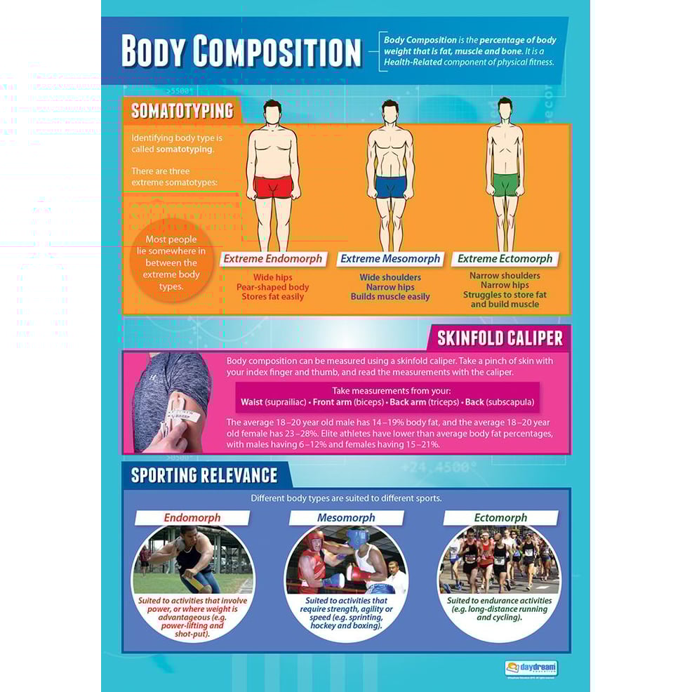 Body Composition Poster Daydream Education