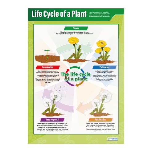 Plants Posters - Set of 4