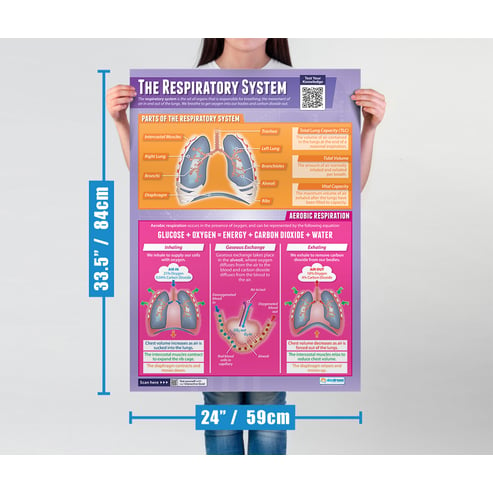 The Respiratory System Poster