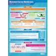 Movement Across Membranes Poster