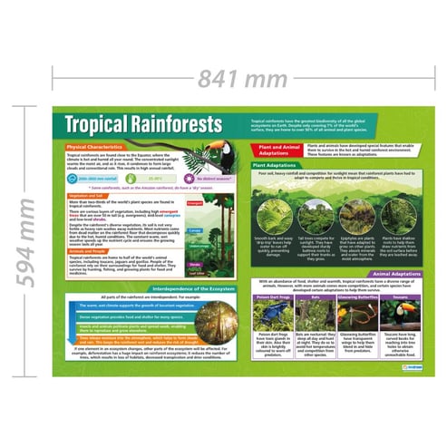 Tropical Rainforests Poster