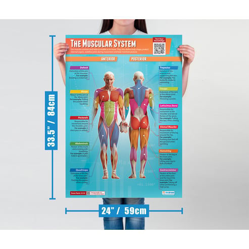 The Muscular System Poster