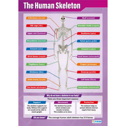 The Human Skeleton Poster