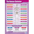 The Human Skeleton Poster