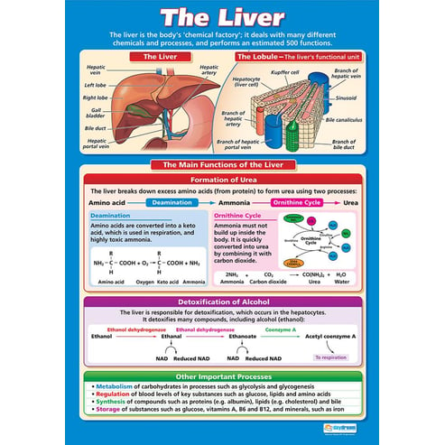 The Liver Poster