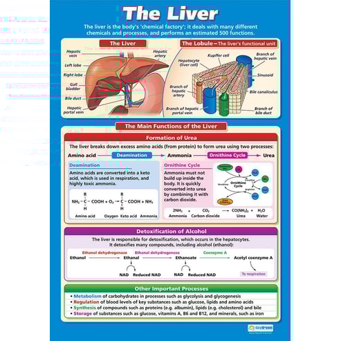 The Liver Poster