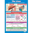 The Liver Poster