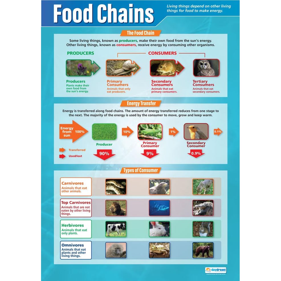 Food Chains Poster Biology Diagrams