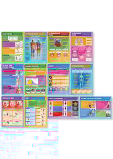 Fitness and Body Systems Posters - Set of 12 
