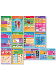 Fitness and Body Systems Posters - Set of 12 