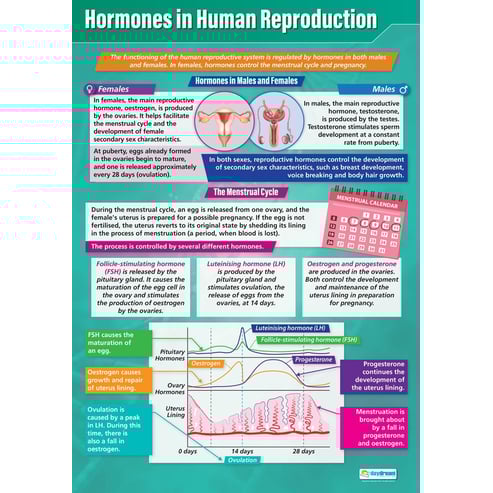Hormones in Human Reproduction Poster
