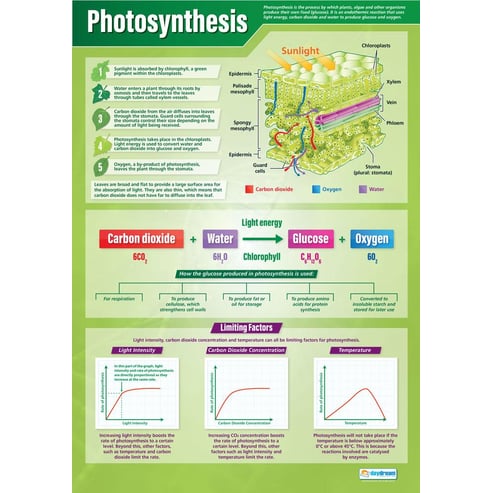 Photosynthesis Poster