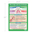 The Lungs and Gas Exchange Poster