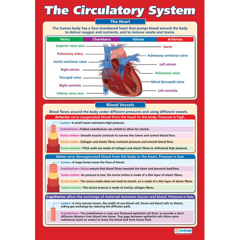 The Circulatory System Poster