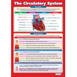 The Circulatory System Poster