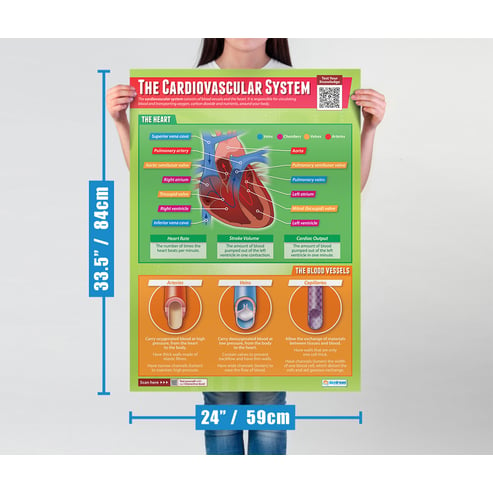 The Cardiovascular System Poster