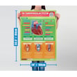 The Cardiovascular System Poster