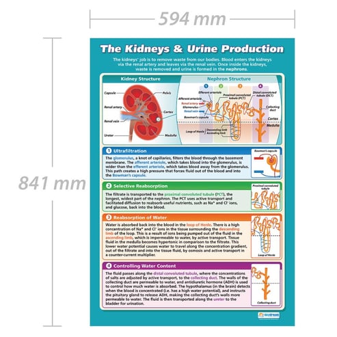 The Kidneys & Urine Production Poster
