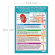 The Kidneys & Urine Production Poster