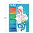 Digestion Poster