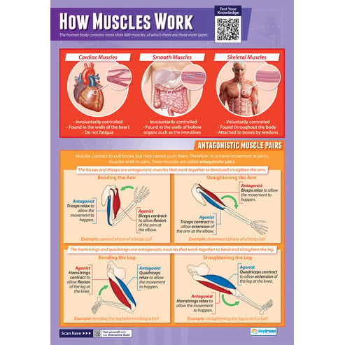 How Muscles Work Poster