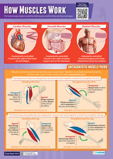 How Muscles Work Poster