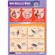 How Muscles Work Poster