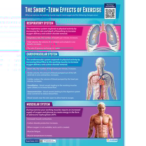 The Short-Term Effects of Exercise Poster