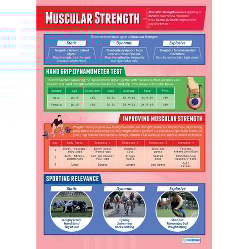 Muscular Strength Poster