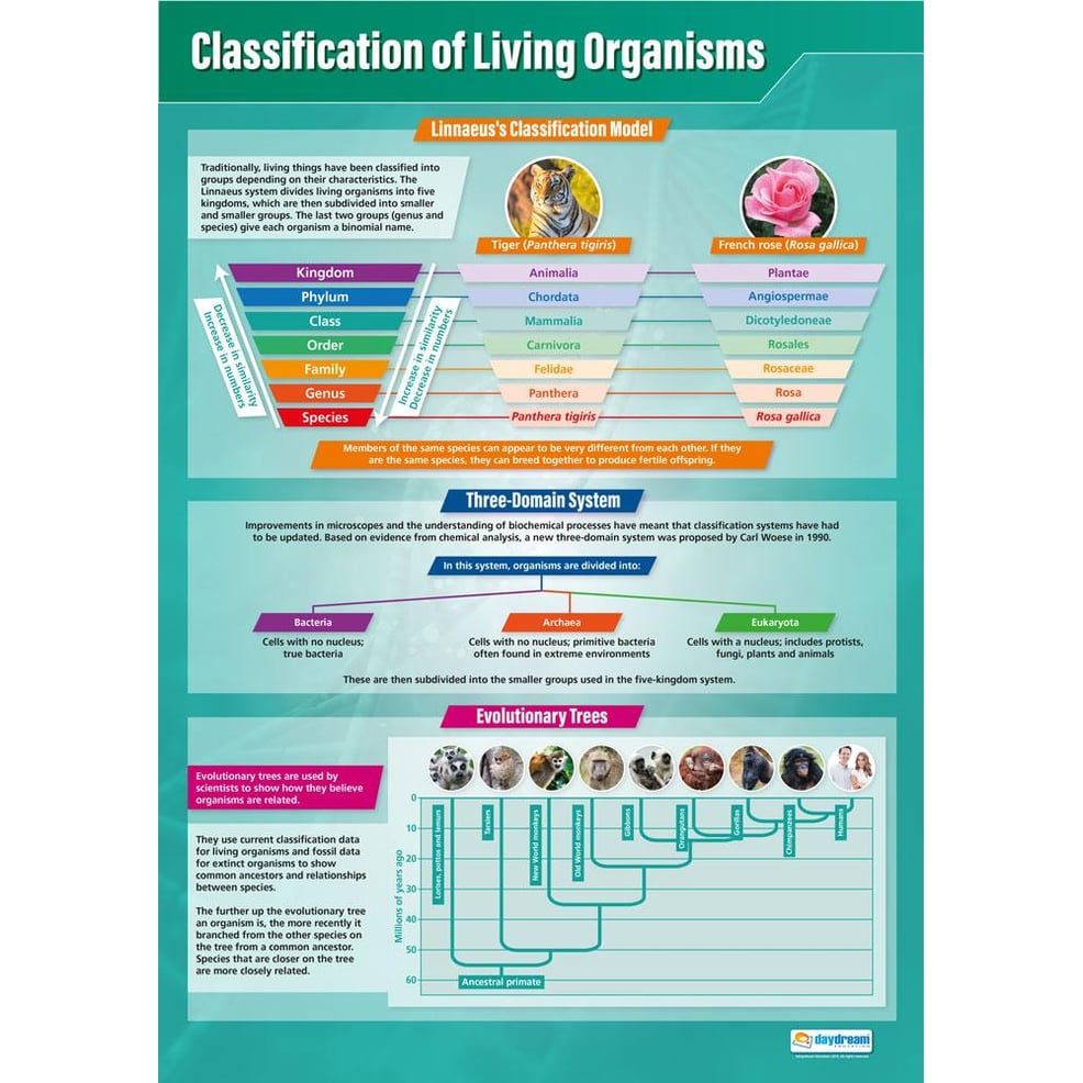 Classification Of Living Organisms Poster Daydream Education