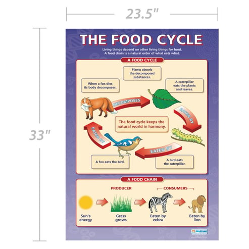 The Food Cycle Poster - Daydream Education