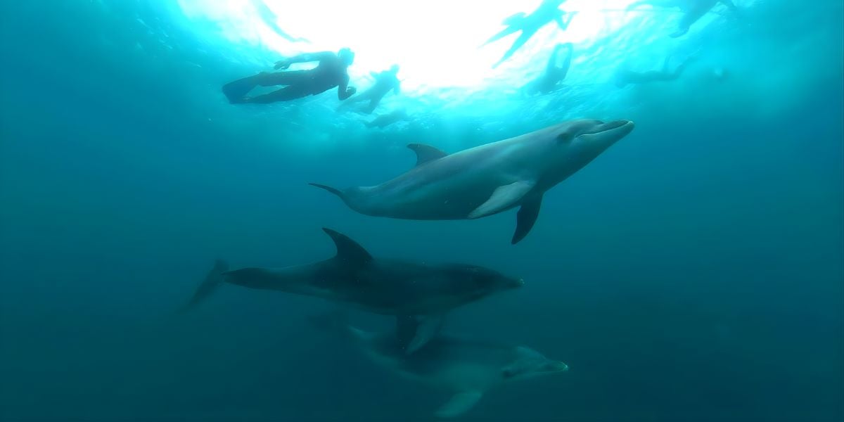 Seal and Dolphin Swim Tours