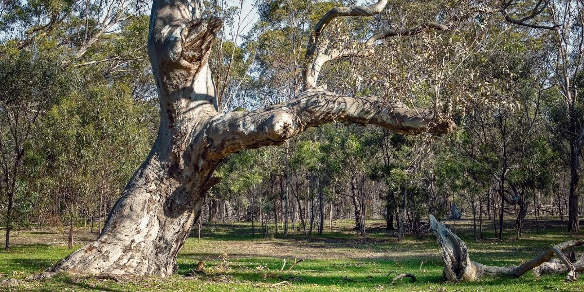 Moonee Ponds Creek Broadmeadows to Woodlands Park | Easy, 12km