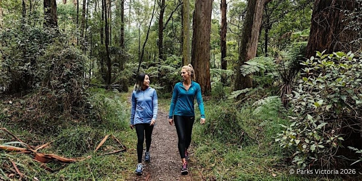 Sherbrooke Forest Interpretive Park Walk - Dandenong Ranges