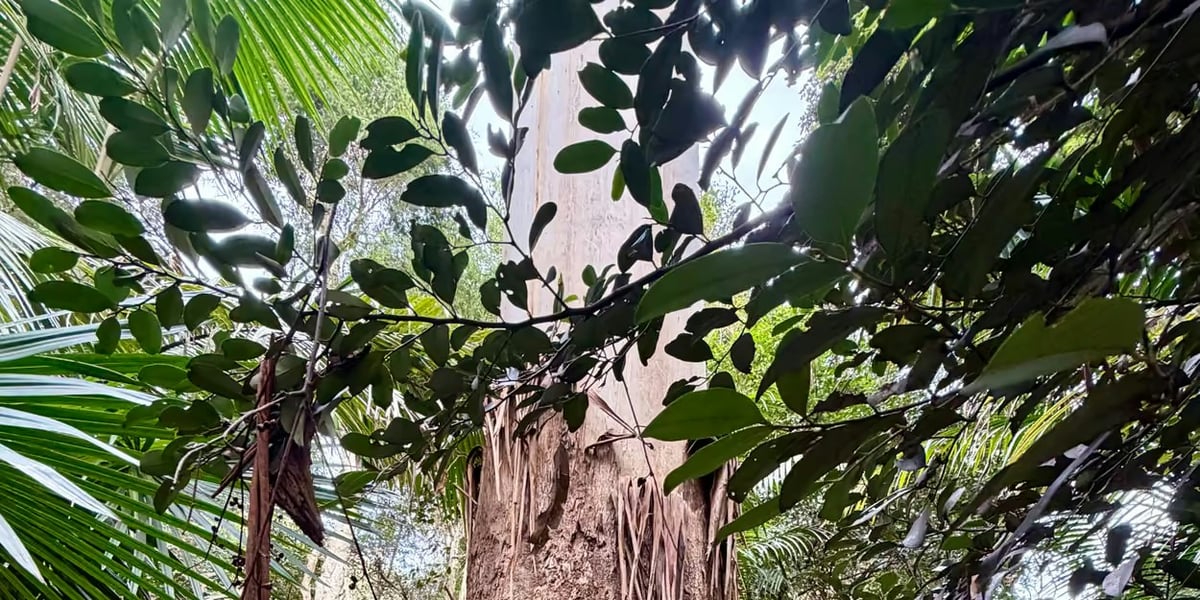 Discover Forest Bathing at Wollongong Botanic Garden