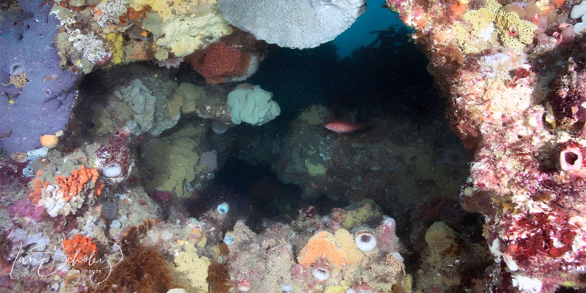 Scuba Dive | Lonsdale Arches 12-20m & Paradise Wall 10-30m Double Dive (Queenscliff)
