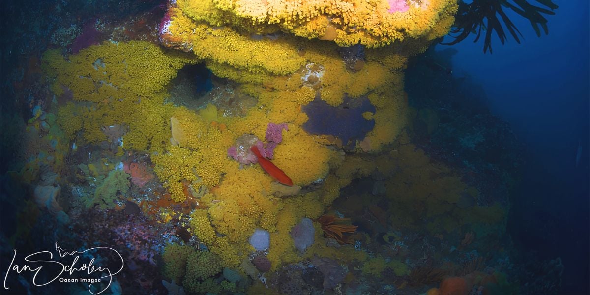 Scuba Dive | Paradise Wall 10-30m (Queenscliff)