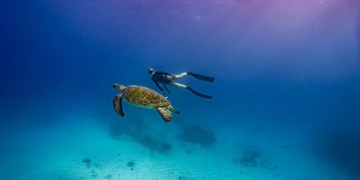 Fun Dive & Snorkel | Mudjimba Island