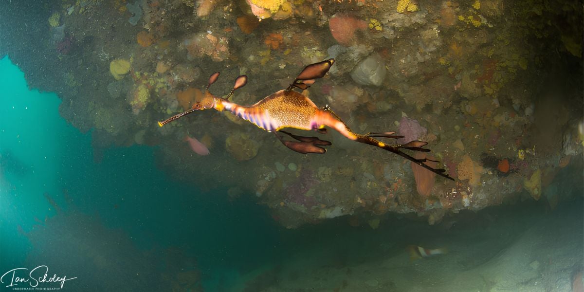 Scuba Dive | Castle Rock 12-20m (Queenscliff)