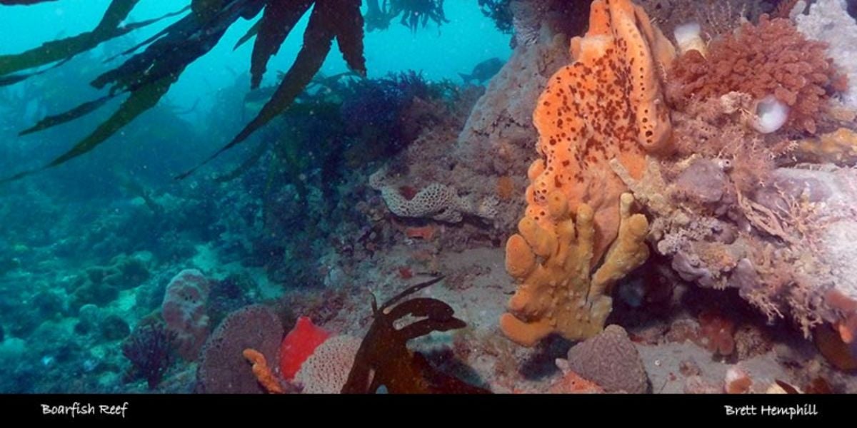 Scuba Dive - Boarfish Reef 15-18M (Sorrento)