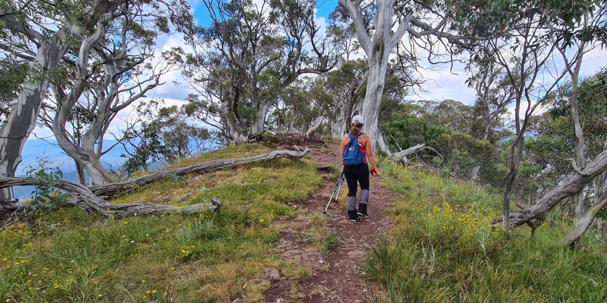 Timbertop Summit Loop – Half Day
