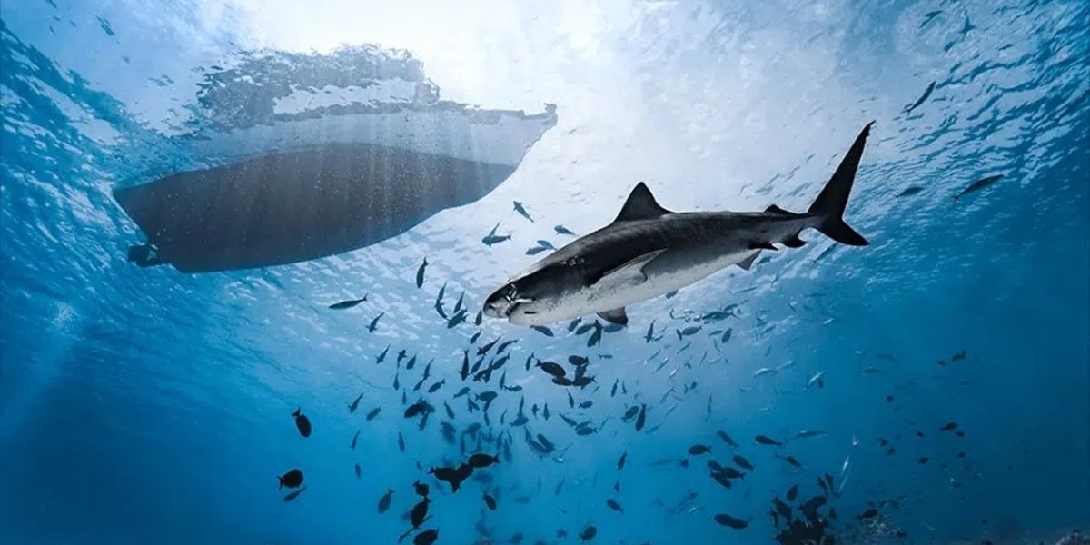 Fuvahmulah Maldives – Shark Island Retreat