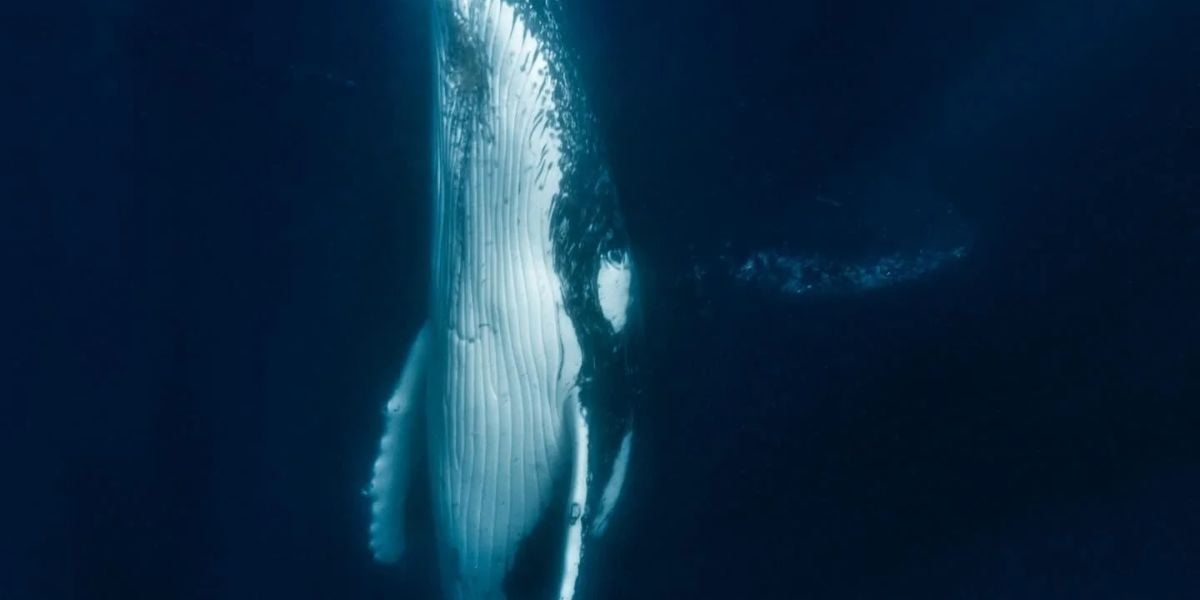 Whale Swimming Ocean Retreat