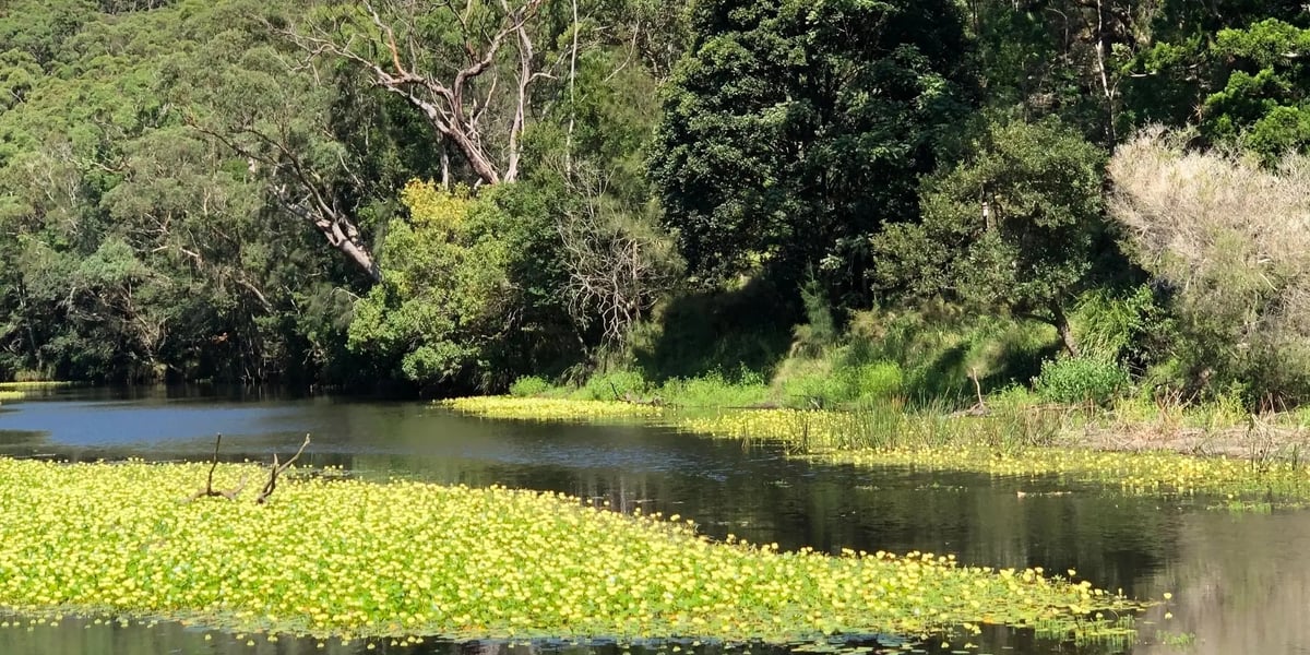 Forest Therapy, a guided experience in the Royal National Park