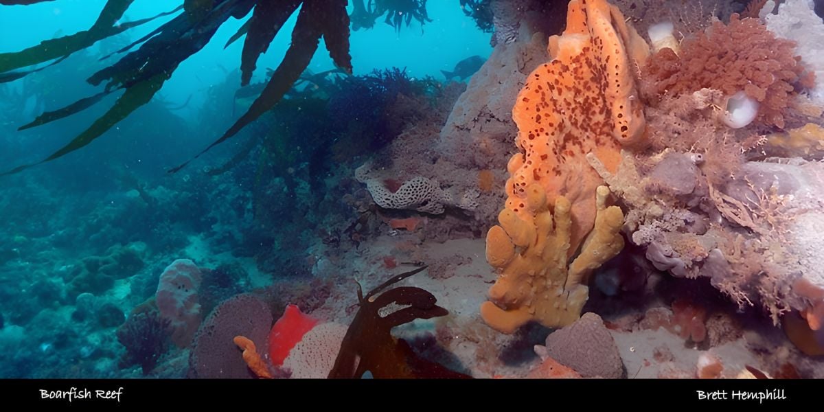 Scuba Dive | Boarfish Reef 8-22m (Sorrento)