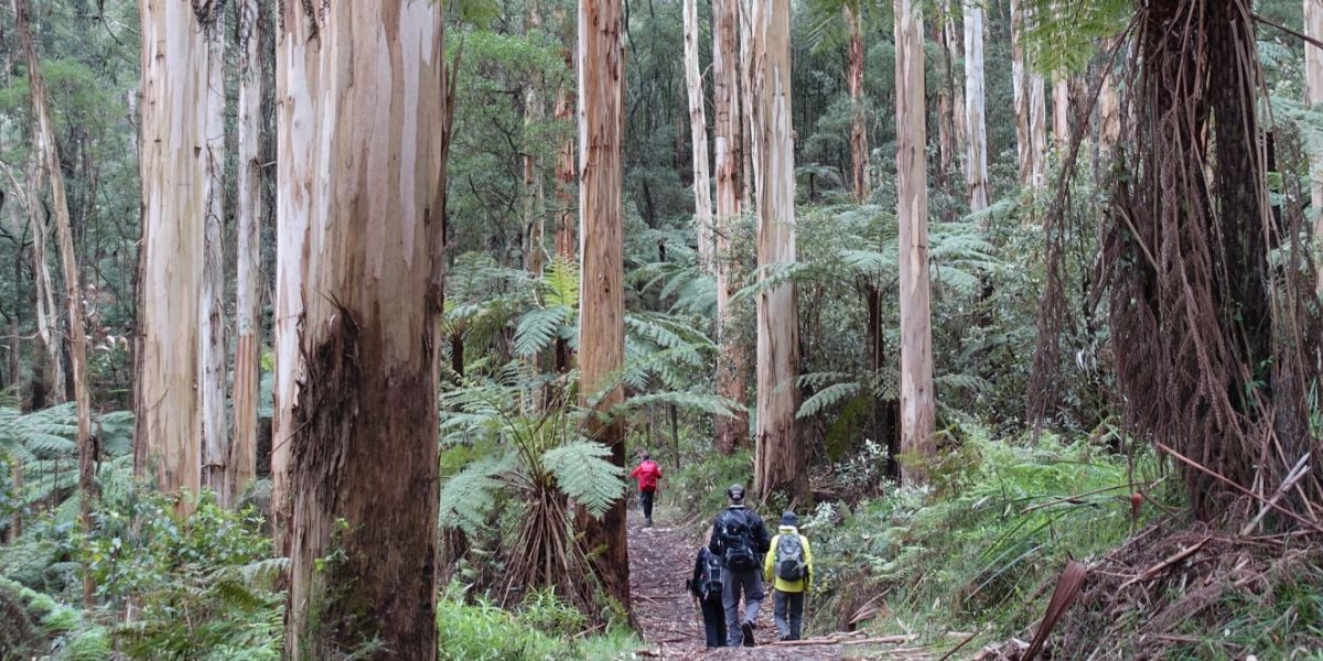 Emerald Lake and Surrounds | Easy, 11km